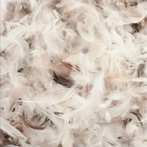 close up of white feathers